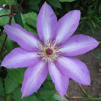 Клематис Серафина Клематис Серафина фото