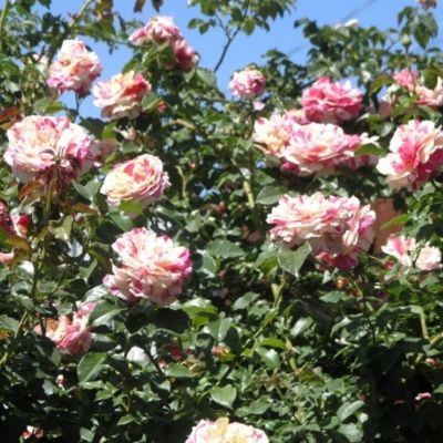 Роза Ванилла Фрайз Роза Ванилла Фрайз - Dolina-Sad.Ru