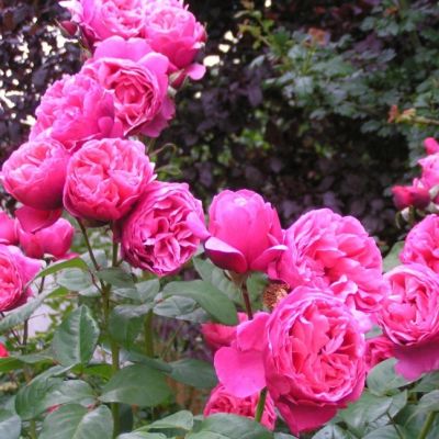 Роза Лайн Рено Роза Лайн Рено фото