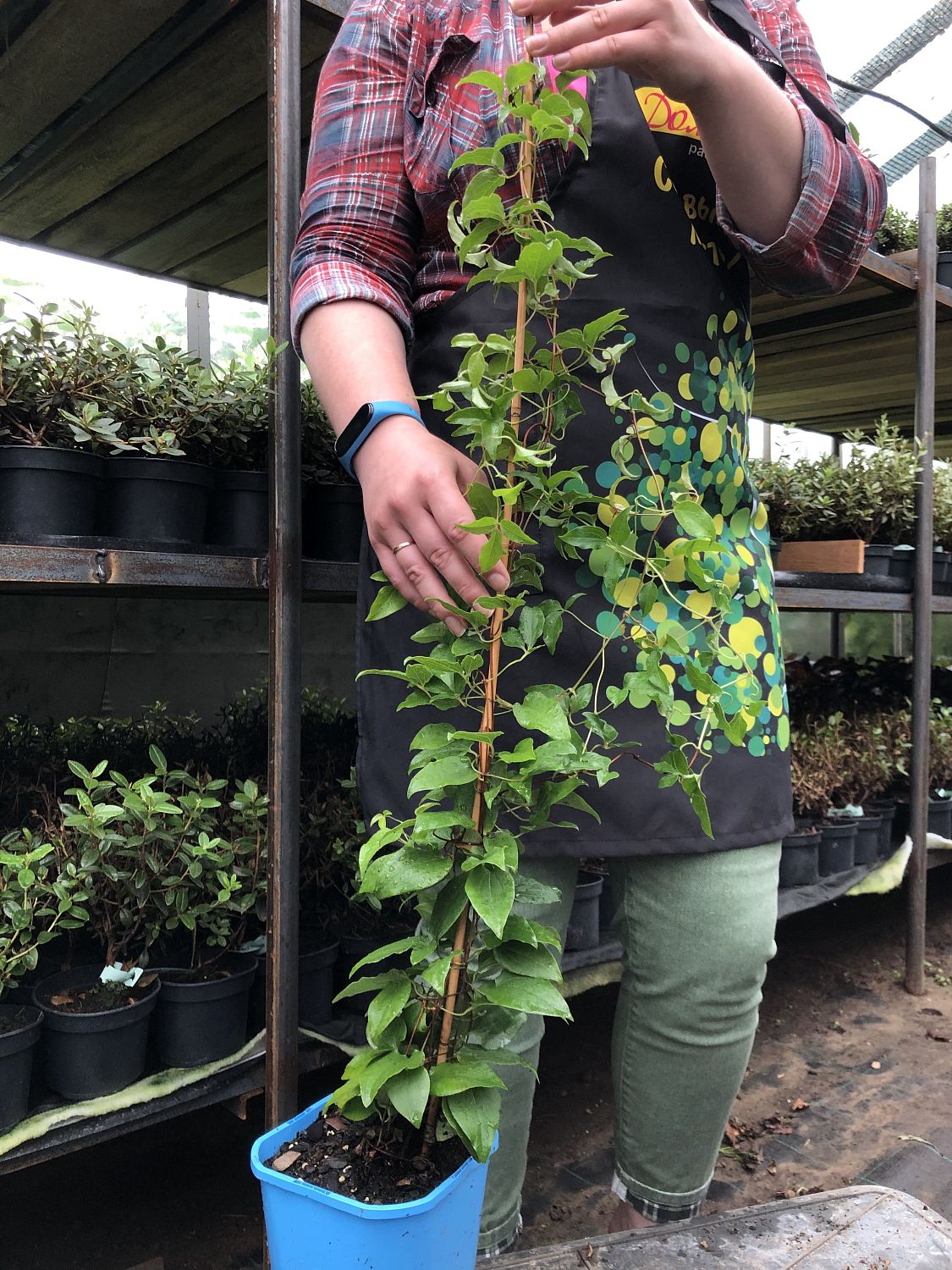 Клематис Дачес Эйденбург, С2 Клематис Дачес Эйденбург, С2 фото