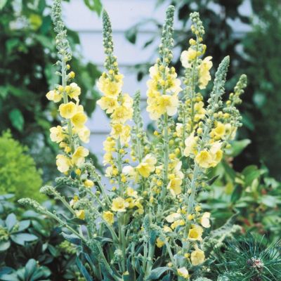 Коровяк Гейнсборо - Dolina-Sad.Ru