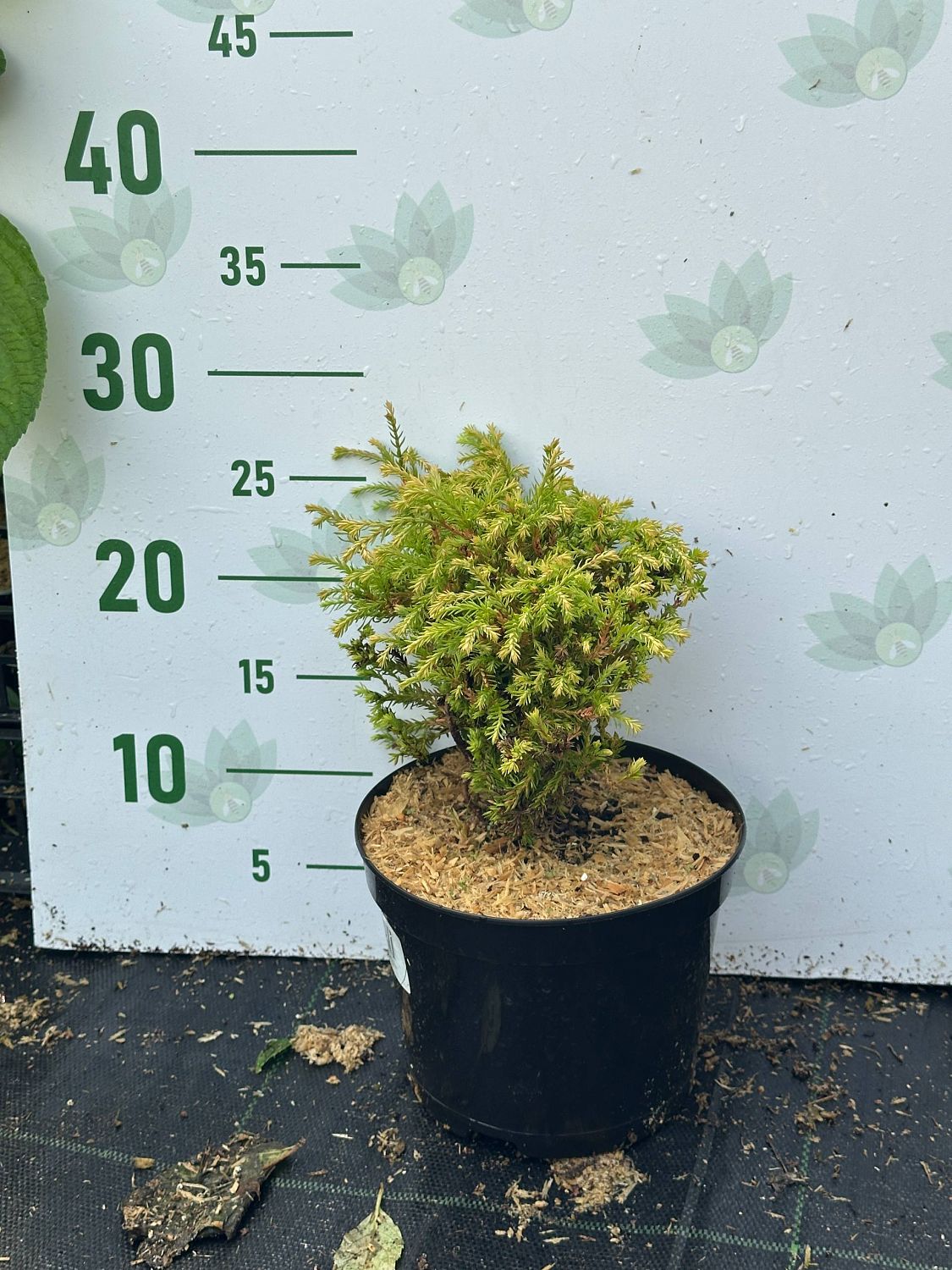 Туя Западная Голден Таффет, С2 Туя Западная Голден Таффет, С2 - Dolina-Sad.Ru