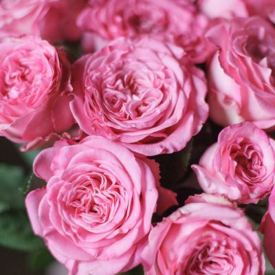 Роза Артезия - Dolina-Sad.Ru