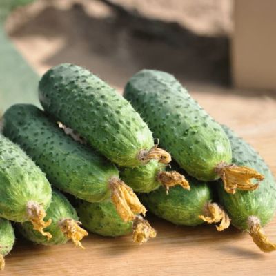 Огурец Капитошка F1 (А) фото