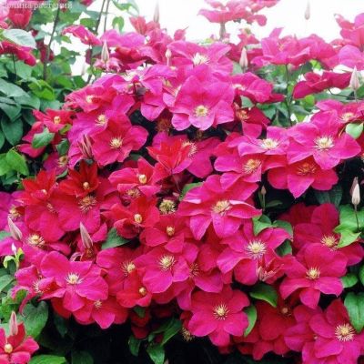 Клематис Руж Кардинал Клематис Руж Кардинал фото