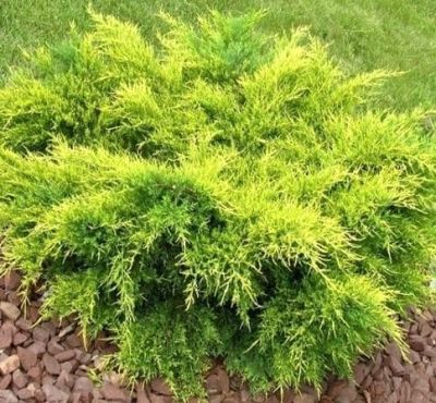 Можжевельник средний Олд Голд Можжевельник средний Олд Голд фото