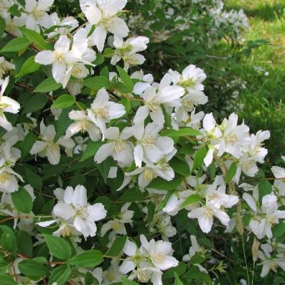 Чубушник Лемоней Чубушник Лемоней фото