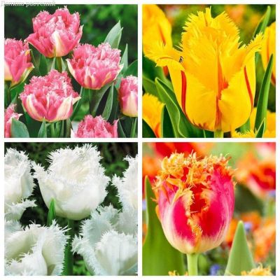 Комплект бахромчатых тюльпанов Комплект бахромчатых тюльпанов фото