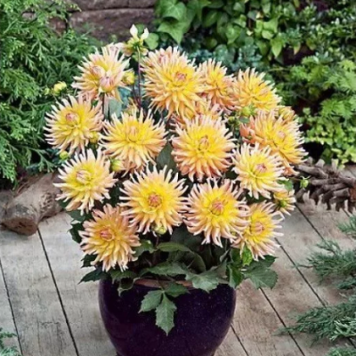 Георгина Флодс Георгина Флодс фото