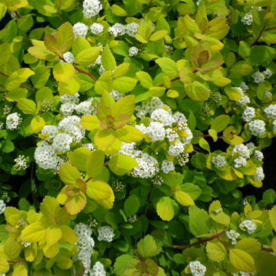 Спирея березолистная Тор Голд фото