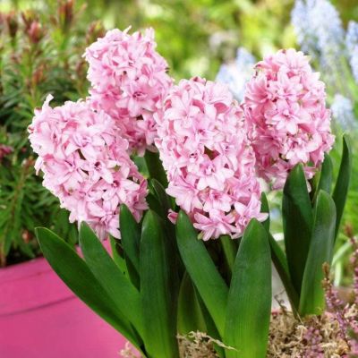 Гиацинт Чайна Пинк Гиацинт Чайна Пинк фото