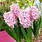 Гиацинт Чайна Пинк Гиацинт Чайна Пинк фото