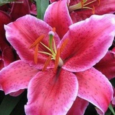 Лилия Корвара (в горшке) Лилия Корвара (в горшке) фото