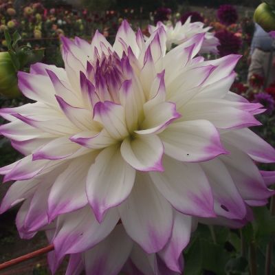 Георгина Фернклифф Иллюжн Георгина Фернклифф Иллюжн - Dolina-Sad.Ru