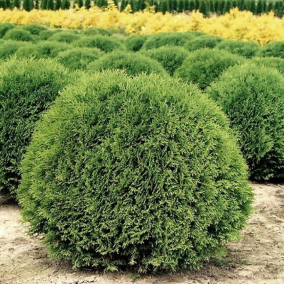 Туя западная Литтл Гиант, С2 Туя западная Литтл Гиант, С2 - Dolina-Sad.Ru