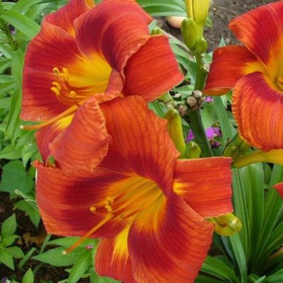 Лилейник Холидэй Делайт Лилейник Холидэй Делайт - Dolina-Sad.Ru