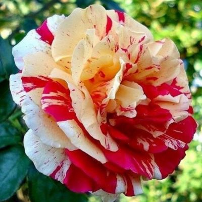 Роза Ванилла Фрайз Роза Ванилла Фрайз - Dolina-Sad.Ru