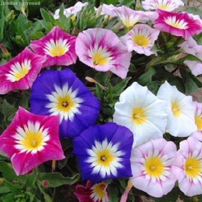 Вьюнок Трехцветный Канкан, смесь Вьюнок Трехцветный Канкан, смесь фото