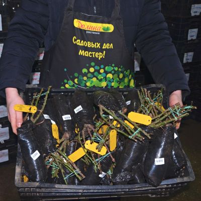 Роза Капри Роза Капри - Dolina-Sad.Ru