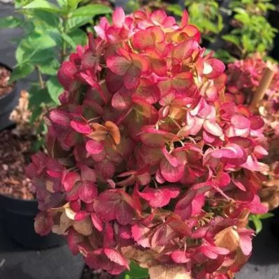 Гортензия метельчатая Петит Черри, С3 - Dolina-Sad.Ru