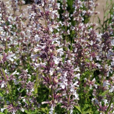 Котовник Даун ту Даск Котовник Даун ту Даск - Dolina-Sad.Ru