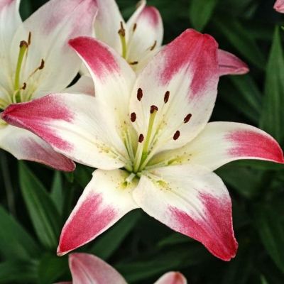 Лилия Лоллипоп Лилия Лоллипоп фото