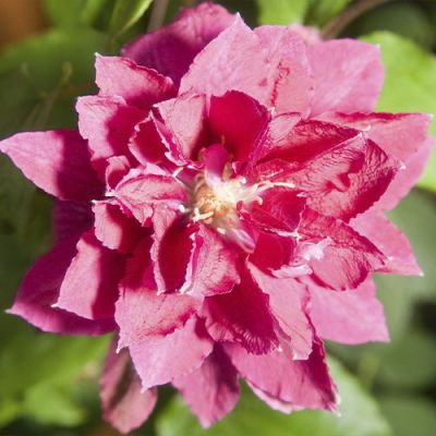 Клематис Рэд Стар Клематис Рэд Стар фото