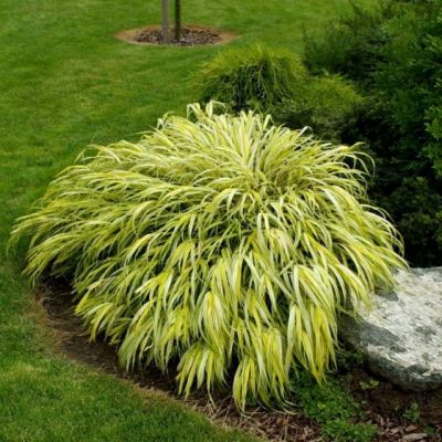 Хаконехлоа большая Аурэола , C1 Хаконехлоа большая Аурэола , C1 фото