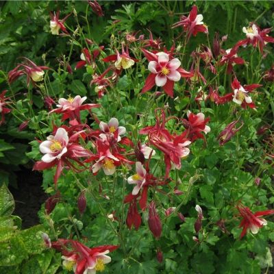 Аквилегия Кримсон Стар Аквилегия Кримсон Стар - Dolina-Sad.Ru