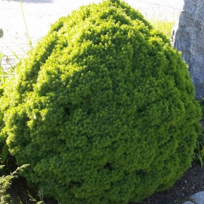 Ель Канадская Альберта Глобе, С3 Ель Канадская Альберта Глобе, С3 - Dolina-Sad.Ru