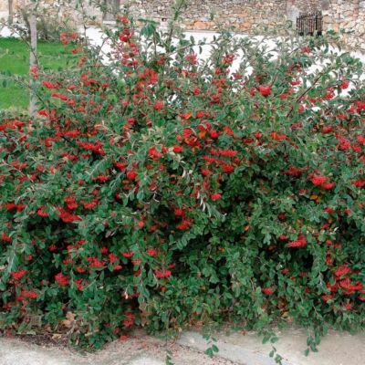 Кизильник млечный Кизильник млечный - Dolina-Sad.Ru