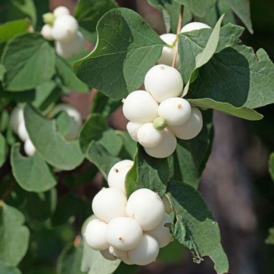 Снежноягодник Вайт Хедж фото