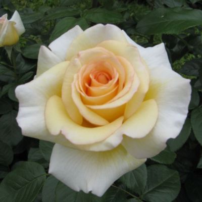 Роза Ла Перла Роза Ла Перла фото