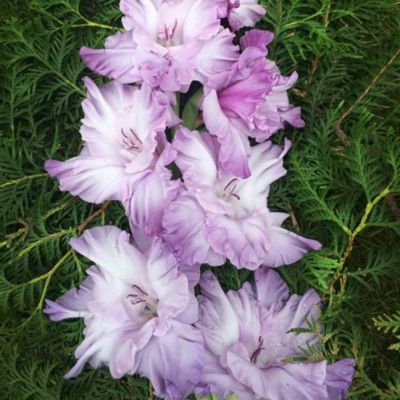 Гладиолус Голубой Топаз Гладиолус Голубой Топаз - Dolina-Sad.Ru