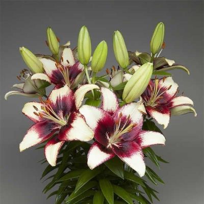 Лилия Куритиба Лилия Куритиба фото