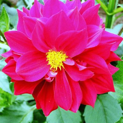 Георгина Радуга фото