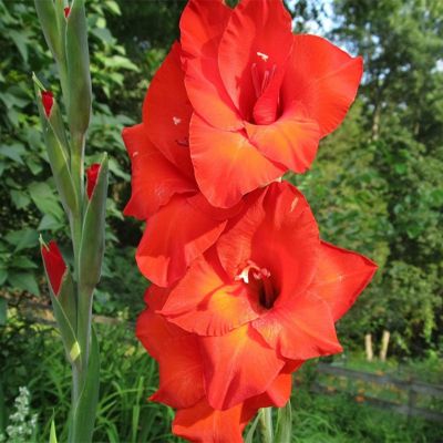 Гладиолус Масканьи - Dolina-Sad.Ru