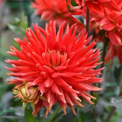 Георгина Парк Идиллия Георгина Парк Идиллия - Dolina-Sad.Ru