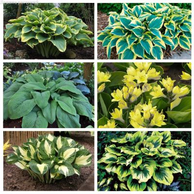 Микс Чудо Хосты Микс Чудо Хосты фото