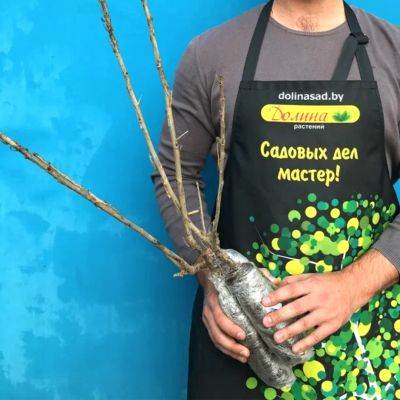 Смородина Белорусская Сладкая Смородина Белорусская Сладкая фото