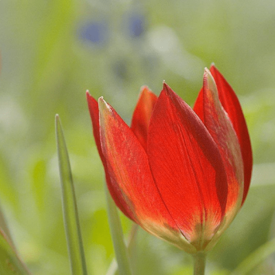 Тюльпан Хагери Тюльпан Хагери фото