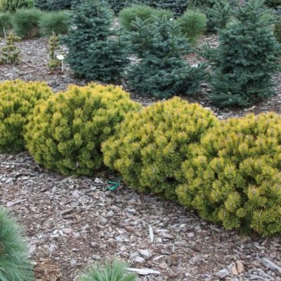 Сосна Горная Офир Сосна Горная Офир фото