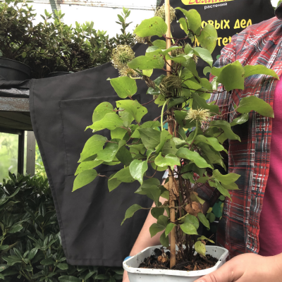 Клематис Какио Пинк Шампань Клематис Какио Пинк Шампань фото