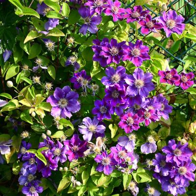 Клематис Ашва Клематис Ашва фото