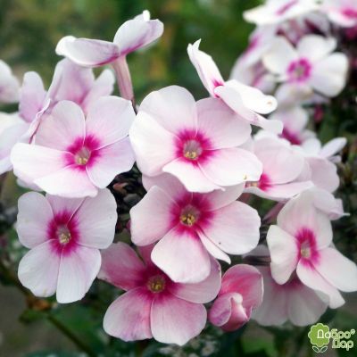 Флокс метельчатый Юник Тренди - Dolina-Sad.Ru