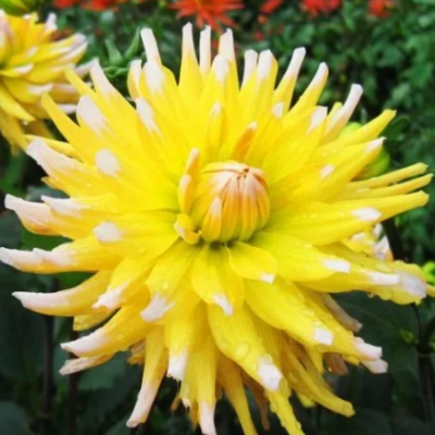 Георгина Флодс Георгина Флодс фото