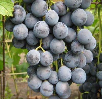Виноград Загадка Шарова Виноград Загадка Шарова - Dolina-Sad.Ru
