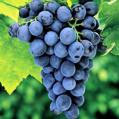 Виноград Оксамит Виноград Оксамит фото