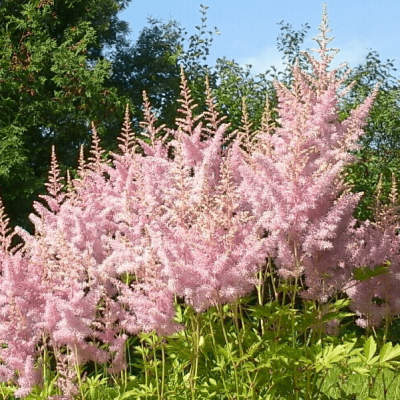 Астильба Арендса Эрика , x Астильба Арендса Эрика , x фото