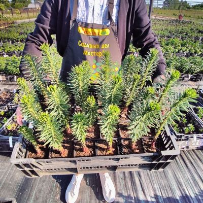 Лилия Найт Флаер Лилия Найт Флаер фото